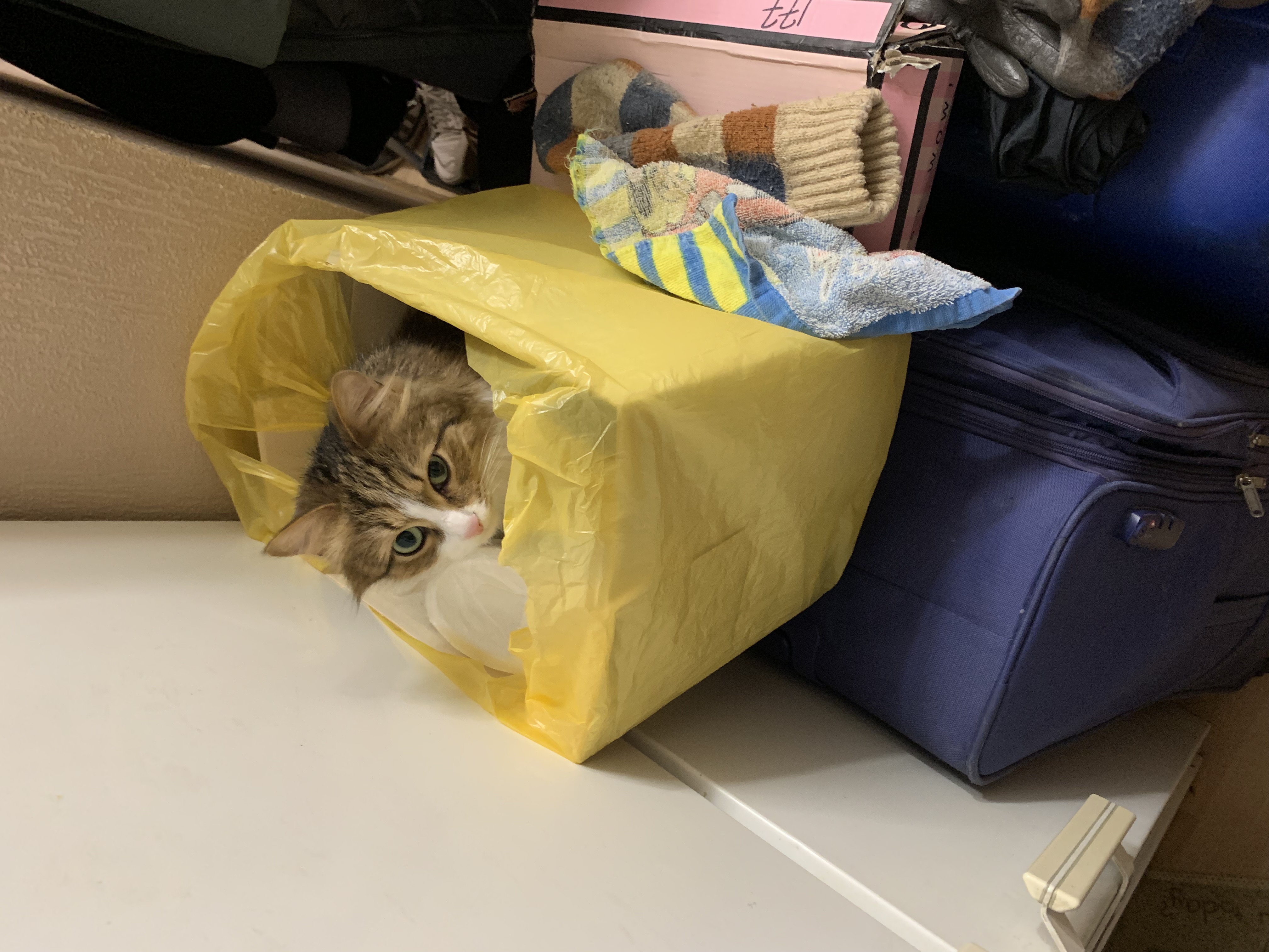 Cat Lusya